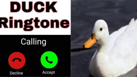 duck ringtone|duck censor sound.